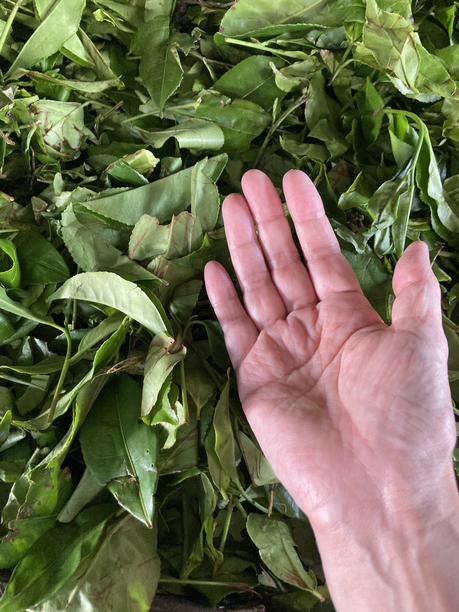 グルマ茶園　大きな茶葉