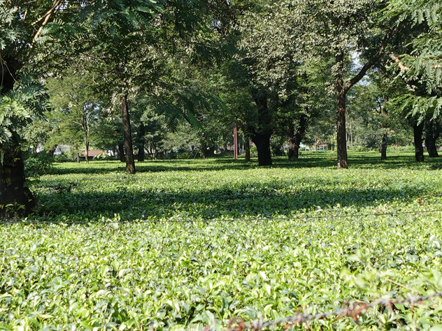 グルマ茶園　茶畑２