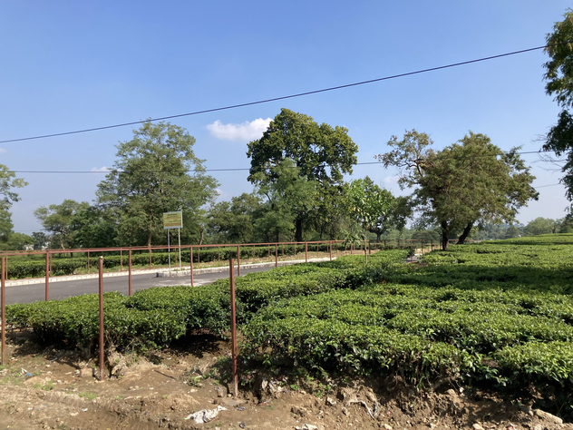 シングリ茶園４