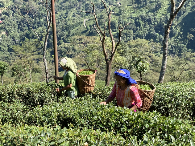 リシーハット茶園　茶摘み２