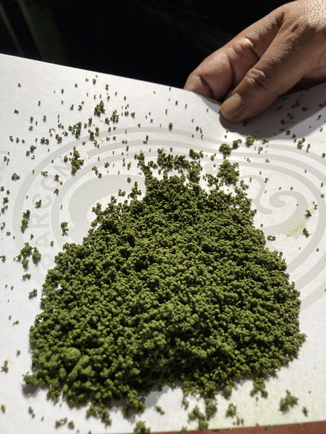 グルマ茶園　発酵前のCTC