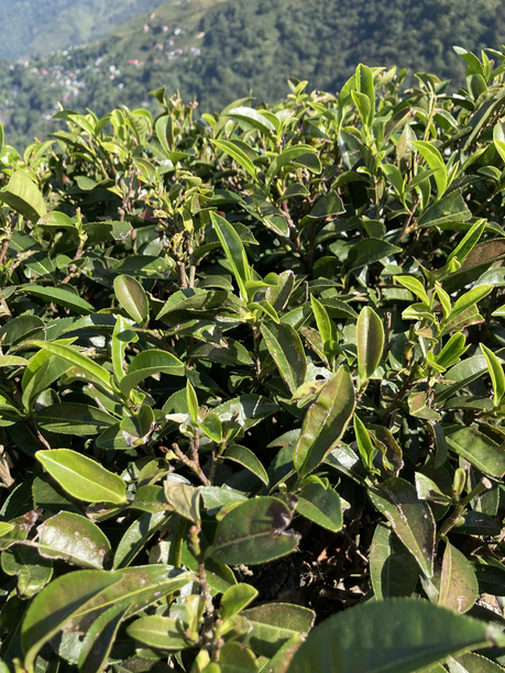 オレンジバレー　茶葉アップ