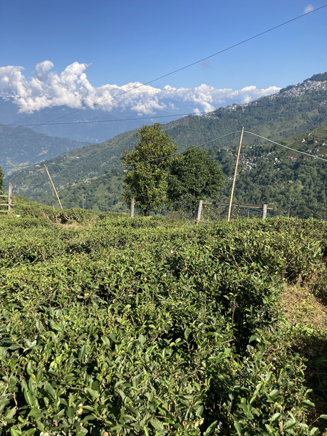 オレンジバレー　茶畑と渓谷３