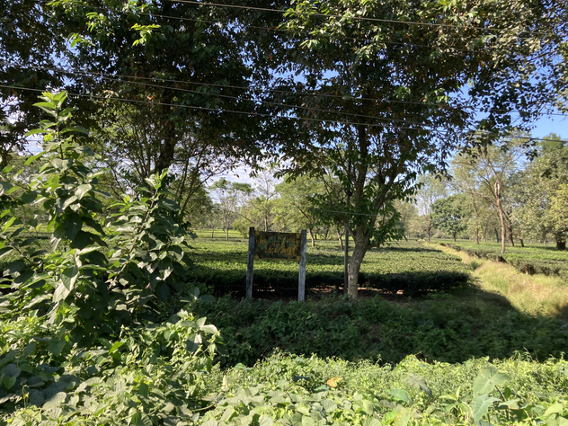シリグリ茶園　看板